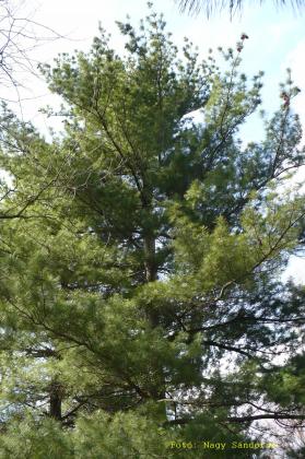 Pinus strobus